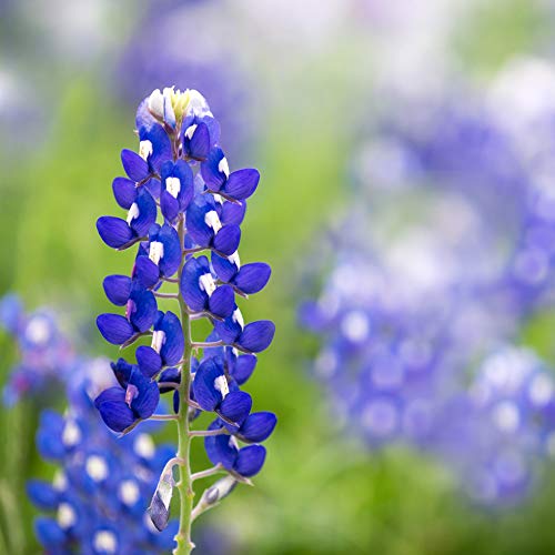 Texas Wildflower Seed Mix 22 Varieties of NonGMO Flower Seeds for Planting at Home Pricepulse