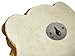 African Lion Head Mount Wall Statue Mini Bust Leo 9.5 in.