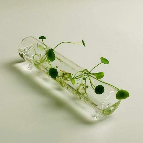 mokegift Glass hydroponics vase Long : :28cm