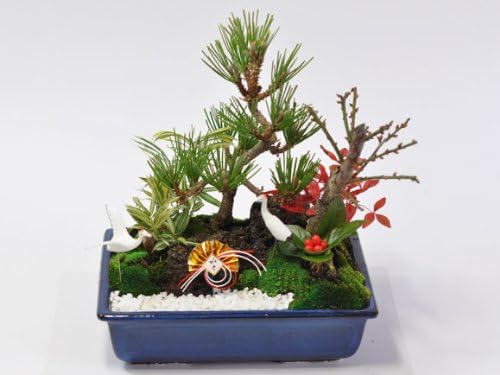 Amazon Co Jp 盆栽妙 松竹梅の寄せ植え 7号サイズ お正月飾り 全体の樹高cm Diy 工具 ガーデン