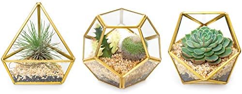 Mkono 3 Packs Mini Glass Geometric Terrarium Container Modern Tabletop Planter Window Sill Decor Diy Display Box Centerpiece Gift For Succulent Fern Moss Cacti Air Plants Miniature Fairy Garden Gold Buy Online