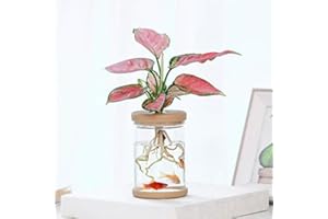 Propagation Station for Plants, Desktop Hydroponic Vases and Water Jars - Gardening Gift for Plant Lovers