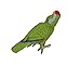 Safari Ltd Wings of the World Green-Cheeked Amazon Parr