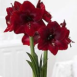 Amaryllis Bulb, Hippeastrum Bulb, It is The Bulb, Not The Hippeastrum Seed - 1 Pcs/Bag