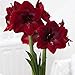 Amaryllis Bulb, Hippeastrum Bulb, It is The Bulb, Not The Hippeastrum Seed - 1 Pcs/Bag