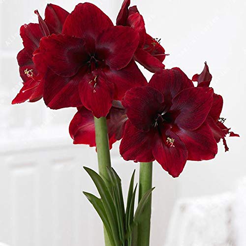 Amaryllis Bulb, Hippeastrum Bulb, It is The Bulb, Not The Hippeastrum Seed - 1 Pcs/Bag