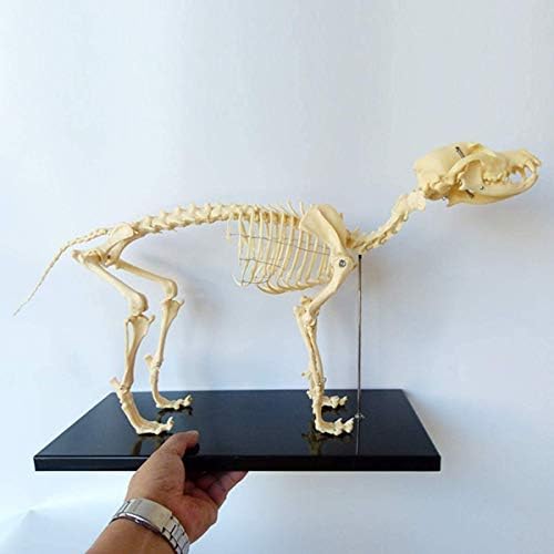 犬の骨格モデルの獣医教育モデル 専門家の贈り物 犬の骨格標本