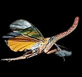DeAgostini Real Bugs Lantern Bug