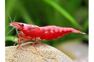 ShrimpRack™ 10 Fire Red Neocaridina Freshwater Aquarium Shrimps. 1/4 to 1/2 inch Long. Fully Mature Breeding Age.