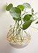 Mkono 6 Pack Glass Wall Hanging Planter Globe Air Plants Terrariums Wall Mounted Plant Vase Indoor for Home Office Living Room Decor, 4.72