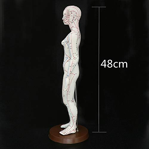 Acupuncture Model 48cm Female with Base Human Acupuncture meridians Model Acupuncture Starter Kit - Thumbnail 6