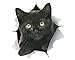 Winston & Bear 3D Cat Stickers - 2 Pack - Black Wall Decals - Lover Gifts - Stickers for Bedroom, Fridge, Toilet, Car - Retail Packaged (Cheeky Black Cat)