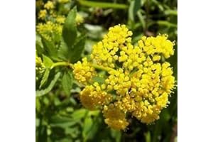 Zizia Golden Alexander Seeds (Zizia Aurea) 200+Seeds: Seeds : in The Package Seeds