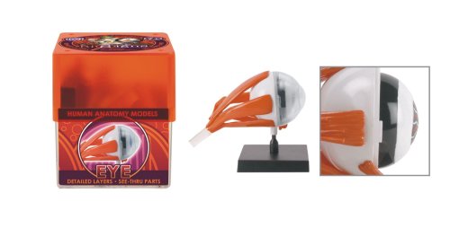 Bio Signs Human Anatomy - Eye