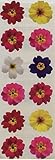 Posies, Pink Purple Stickers - 6 Sheets