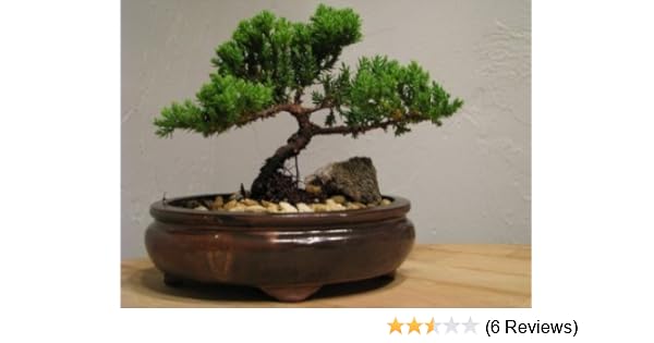 Bonsai Zen Contoh Bonsai
