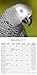 African Grey Calendar - African Grey Parrot Calendar - Parrot Calendar - Calendars 2018 - 2019 Wall Calendars - Bird Calendars - Monthly Wall Calendar by Avonside