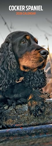 Cocker Spaniel Kalender 2026, schmaler Kalender