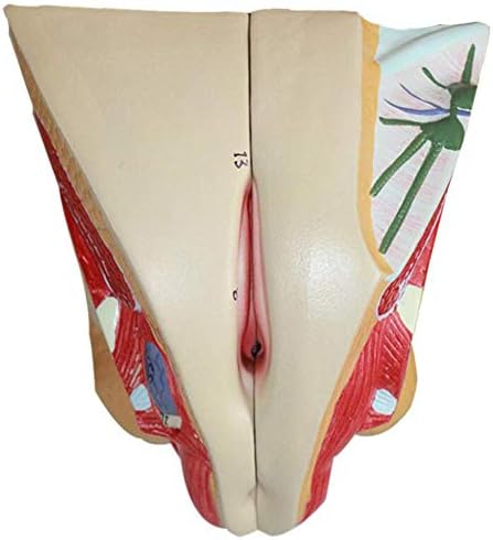 BIUYYY Female Reproductive Anatomical Model with Part Indication - Medical Education Training Aid Medical Teaching Tool