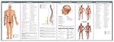 Image de Anatomical Chart Company's Illustrated Pocket Anatomy: The Spinal Nerves & the Autonomic Nervous System Study Guide