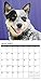 Just Australian Cattle Dogs 2018 Calendar