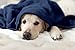 Pembrook Fleece Dog Blanket w/Handle - Navy - Perfect Pet Blanket - Great for Dogs, Cats - Super Soft and Warm Plush Coral Micro Fleece - Great for Crate, Couch, Bed, Sofa, Loveseat