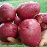 Sunshine Red Norland Potato Tubers, Ready to Plant, Full Sun to Partial Shade, Well-Draining Soil, Spring Planting, 5 Count