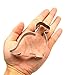 GXHUANG Dinosuar Cookie Cutter,Stainless Steel (Dinosaur), for Anniversary Birthday Wedding Party