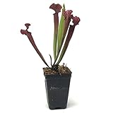 Sarracenia Judith Hindle Live Carnivorous Pitcher Plant
