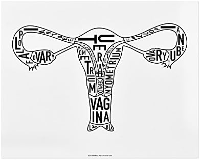Ork Posters Female Reproductive System Typographic Diagram, Black & White, 10" x 8"