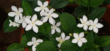 Creative Farmer Flower Plant Arctic Snow Jasmine Winter Cherry Tree Bushy Shrub Flowering Plants Garden Plant 1 Healthy Live Plant Amazon In Garden Outdoors