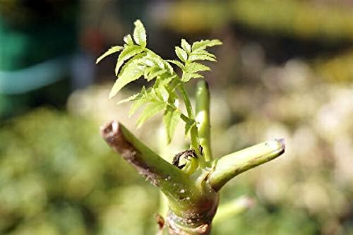 Amazon Co Jp たらの木 トゲナシタラ 苗木 たらの芽の採れる木 ホーム キッチン