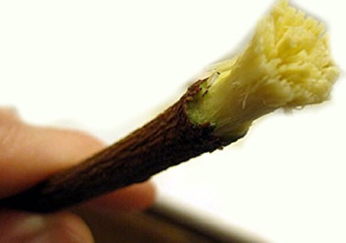 Natural tooth brush 10 miswak sticks (tree name wild ol…