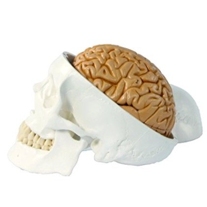 頭蓋骨模型 B00x3oy3oy 実物大 頭蓋脳付8分解モデル 1 4585 人体模型 メール便不可