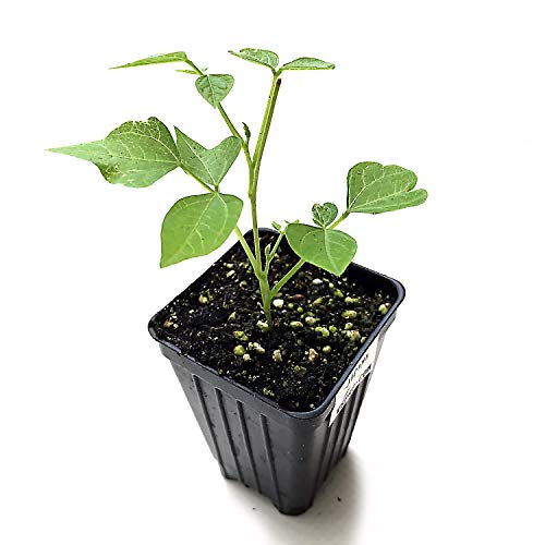 Jicama Pachyrhizus erosus Live Plant Yambean Turnip/Potato Mexican Yam