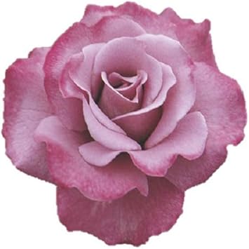 Amazon バラ苗 エンジェルフェイス 輸入大苗7号スリット鉢 四季咲き中輪 Fl 紫系 ウィークスローズ 花