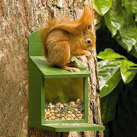 Wooden Squirrel Feeder Amazon Co Uk Pet Supplies