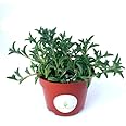 String of Dolphins Succulents Senecio Peregrinus in 4" Pot