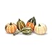 Autumn Inspirations Mixture of Assorted Gourds and Pumpkins Fall Decoration, 12 Piece