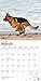 German Shepherds 2020 Calendar: Foil Stamped Cover