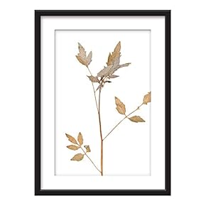 Framed Dried Plant Specimen Art in Black Picture...