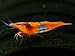 Aquatic Arts 1 Live Orange Rili Shrimp (Neocaridina davidi) - Breeding Age Young Adult at 1/2 to 1 Inch Long