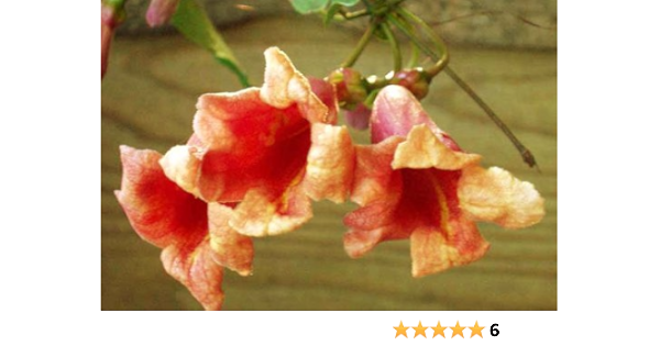 Amazon Com Crossvine Tangerine Beauty Bignonia Capreolata Flowering Plants Patio Lawn Garden Amazon Com Crossvine Tangerine Beauty Bignonia Capreolata Flowering Plants Patio Lawn Garden