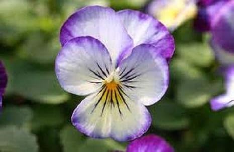 Amazon 新しい 30 種子 パックペニーパープルピコティービオラフラワーシード 多年生 日陰 花