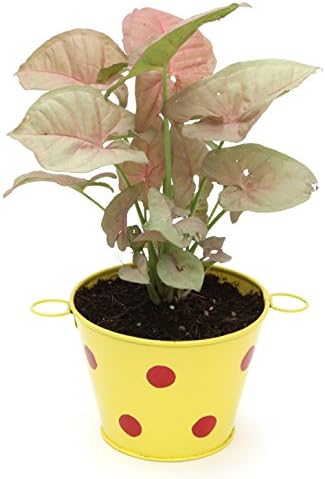 Exotic Green Syngonium Pink Indoor Plant in Metal Pot Yellow Pot