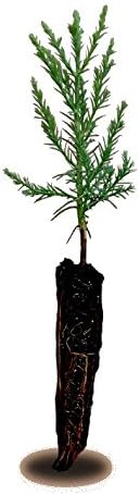 Jonsteen 6136.1 Giant Sequoia, Small
