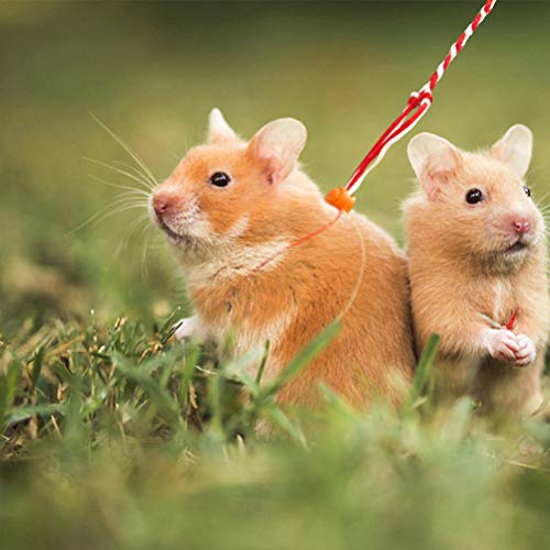 syrian hamster leash