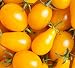 Sweet Yards Seed Co. Organic Cherry Tomato Seeds 'Yellow Pear' - Over 75 Open Pollinated Heirloom Non-GMO Seeds