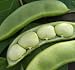Baby Fordhook Lima Beans, 20+ Premium Heirloom Seeds, ON SALE!, (Isla's Garden Seeds), Non Gmo Organic, 99.7% Purity, Highest Quality!