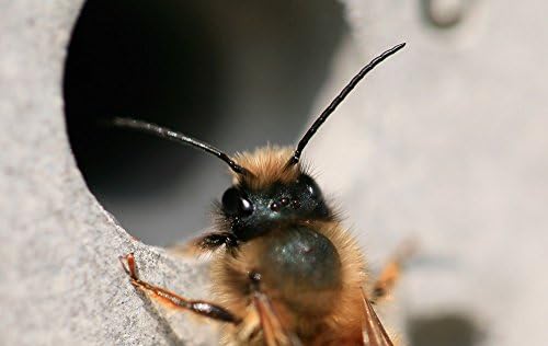 Nido de ladrillos Bee Hotel abejas Colmena Casa 21,5 cm x 10,5 cm ...